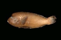 藏品(疣鸚哥魚)的圖片